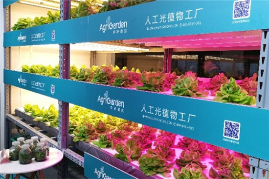 中国科学家为世界花卉蔬菜培育贡献智慧——北京科技发展的生动实践